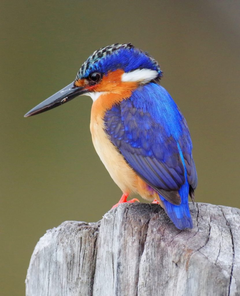 Unsplash Kingfisher 2 831x1024