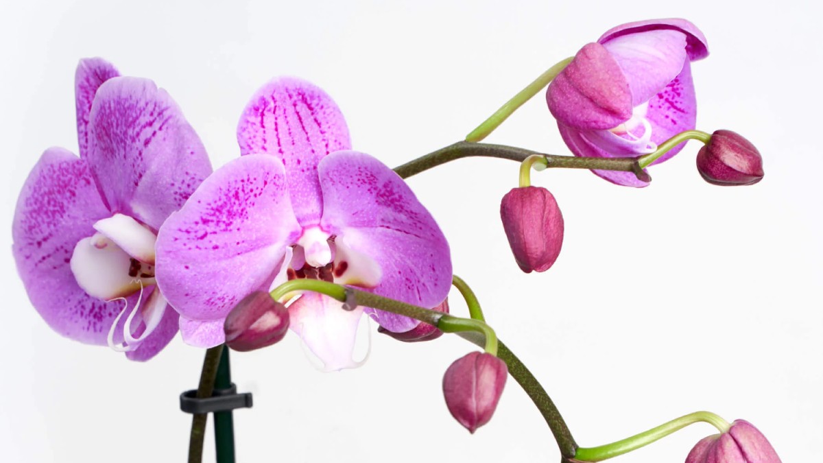 New LEGO for Adults Botanical Collection set rumoured for 2022